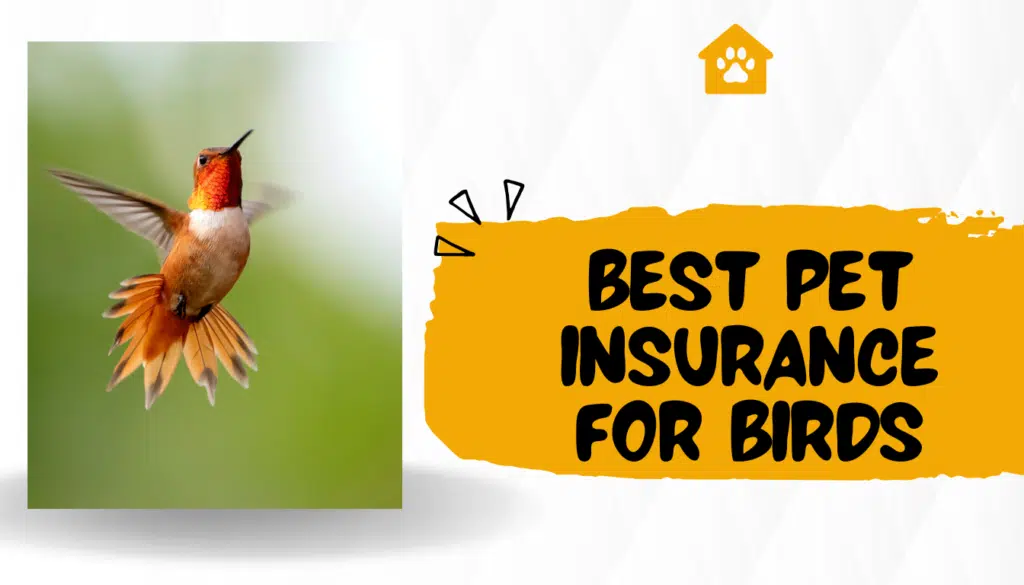 best pet insurance for birds