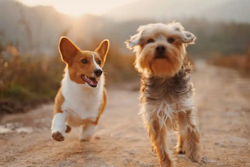How to claim pet insurance for emergency surgery
