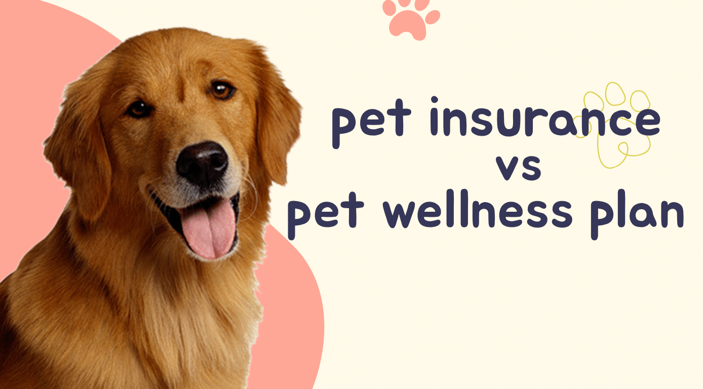 Wellness Net Insurance Pet Insurance Vs Pet Wellness Plans: Key Differences And Benefits Explained