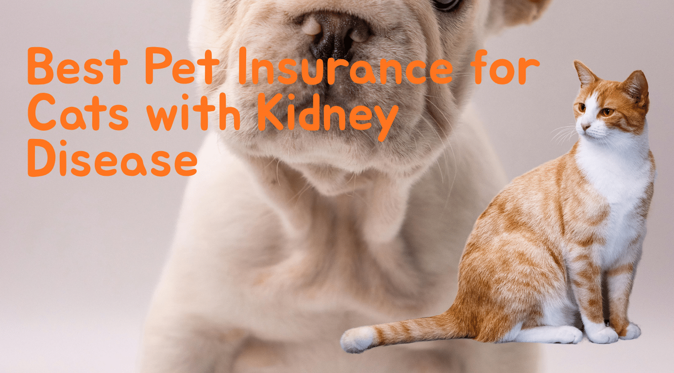 Best Pet Insurance for Cats with Kidney Disease